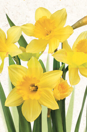 Narcisz-Bunch-szalveta-20-db-os-33x33-cm
