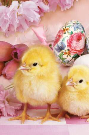 Husvet-Lovely-Chickens-szalveta-20-db-os-33x33-cm