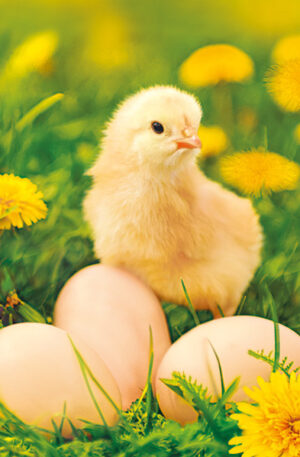 Husvet-Chicken-with-Eggs-szalveta-20-db-os-33x33-c