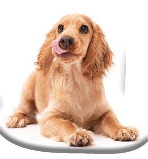 Kutyas-Spaniel-formaparna-diszparna-Velur