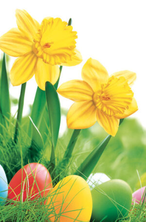 Husvet-Daffodils-szalveta-20-db-os-33x33-cm
