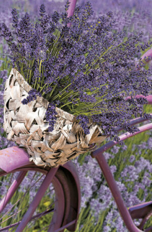 Levendula-Bicycle-szalveta-20-db-os-33x33-cm